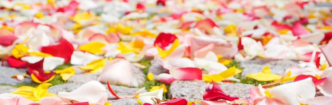 Dharma Teacher Order Blog